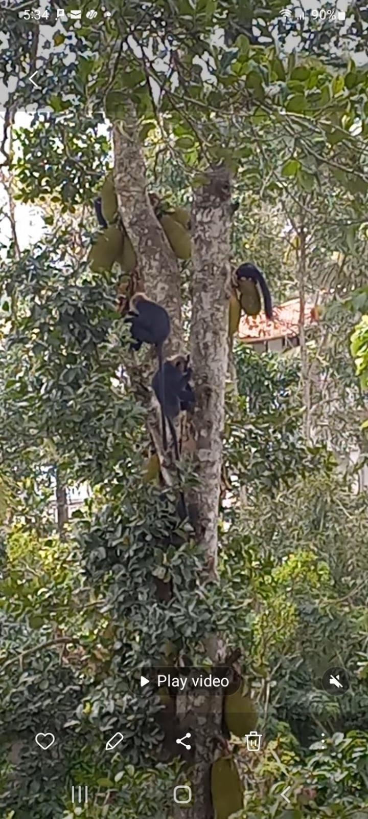 Wild Window - Forest View Homestay Thekkady Eksteriør bilde
