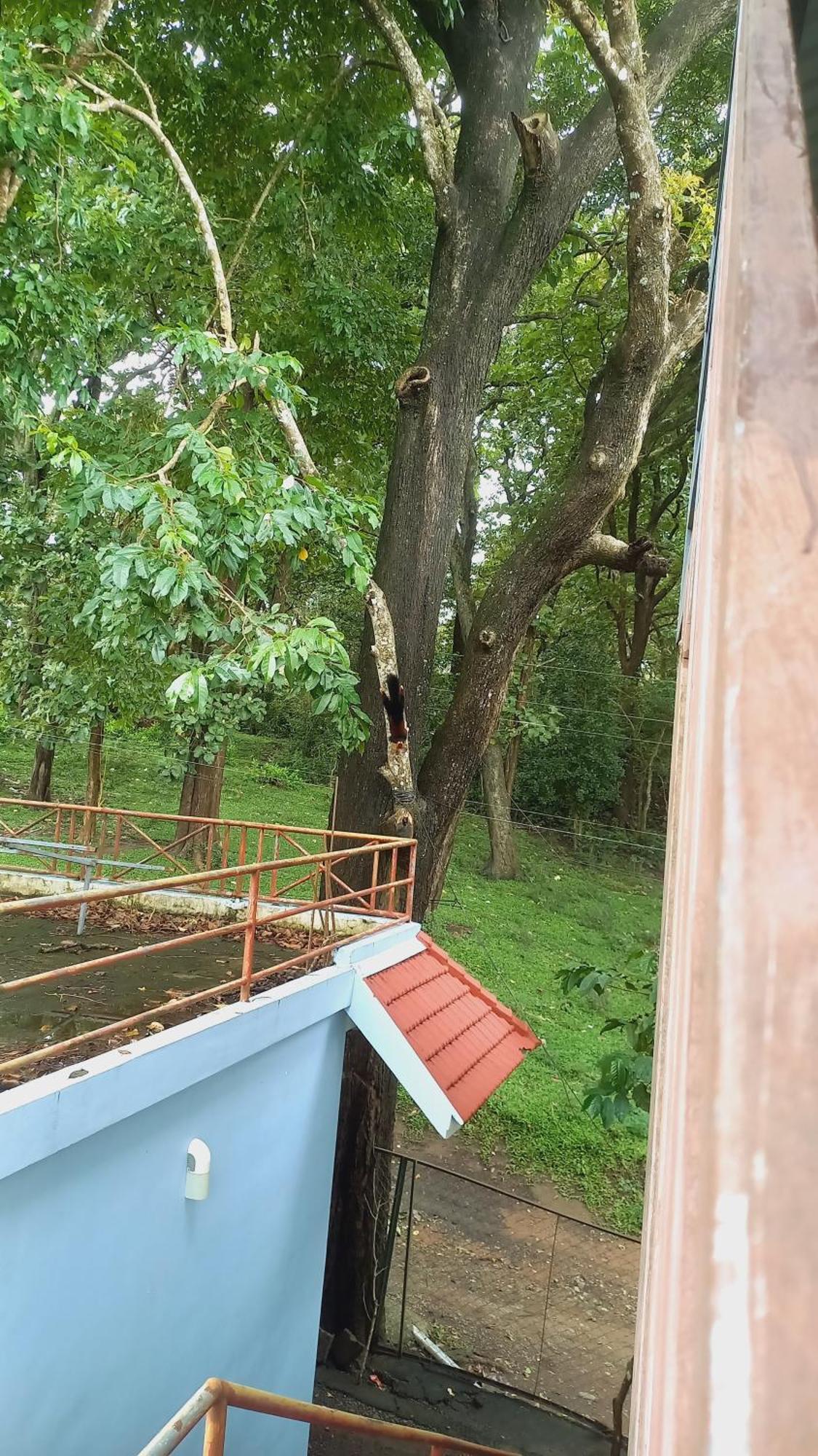 Wild Window - Forest View Homestay Thekkady Eksteriør bilde