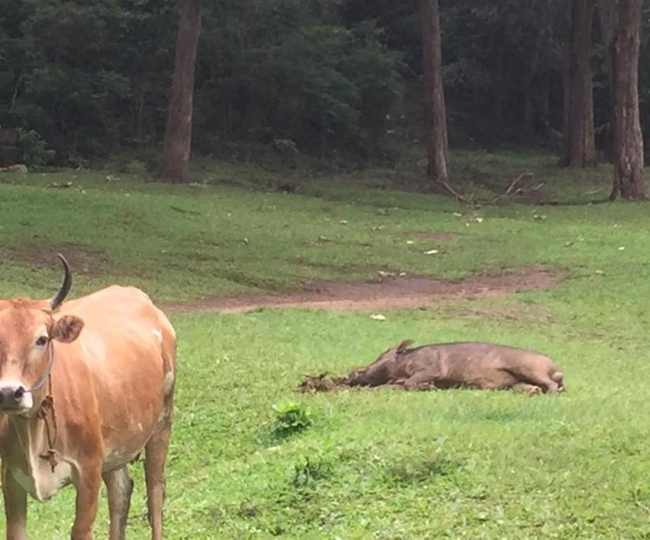 Wild Window - Forest View Homestay Thekkady Eksteriør bilde